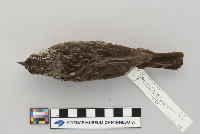Agelaius phoeniceus image