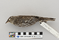 Agelaius phoeniceus image