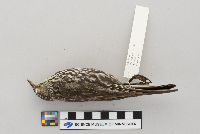 Agelaius phoeniceus image