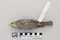 Agelaius phoeniceus image