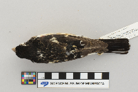 Pheucticus ludovicianus image