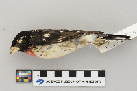 Pheucticus ludovicianus image