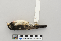 Pheucticus ludovicianus image