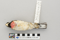 Pheucticus ludovicianus image