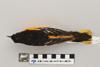 Icterus galbula image