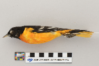 Icterus galbula image