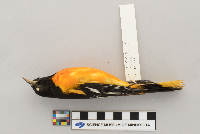Icterus galbula image