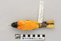 Icterus galbula image