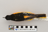 Icterus galbula image