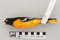 Icterus galbula image
