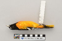 Icterus galbula image