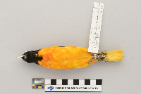 Icterus galbula image