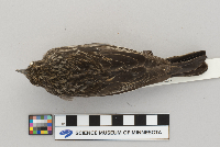 Agelaius phoeniceus image
