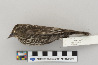 Agelaius phoeniceus image