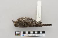 Agelaius phoeniceus image
