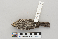 Agelaius phoeniceus image
