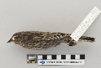 Agelaius phoeniceus image