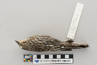 Agelaius phoeniceus image