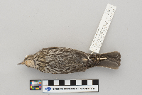 Agelaius phoeniceus image