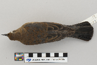 Euphagus carolinus image