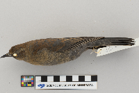 Euphagus carolinus image