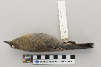 Euphagus carolinus image