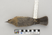 Euphagus carolinus image