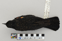 Agelaius phoeniceus image