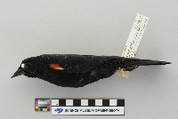 Agelaius phoeniceus image