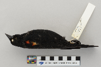 Agelaius phoeniceus image
