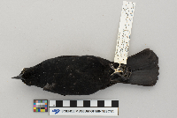 Agelaius phoeniceus image