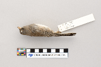 Junco hyemalis image