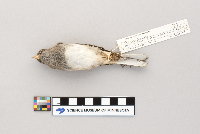 Junco hyemalis image