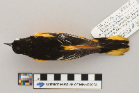 Icterus galbula image