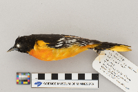 Icterus galbula image