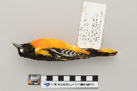 Icterus galbula image
