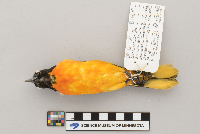 Icterus galbula image