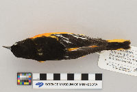 Icterus galbula image