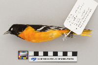 Icterus galbula image