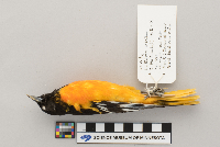 Icterus galbula image