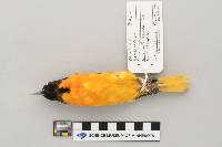 Icterus galbula image