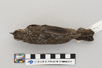 thumbnail image of current specimen