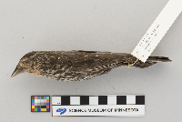 thumbnail image of current specimen