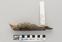 thumbnail image of current specimen
