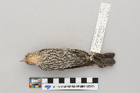 Agelaius phoeniceus image
