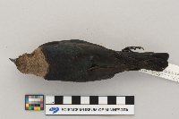 Molothrus ater image