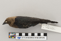 Molothrus ater image