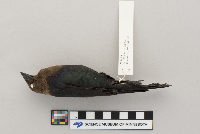 Molothrus ater image