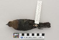 Molothrus ater image