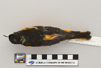 Icterus galbula image